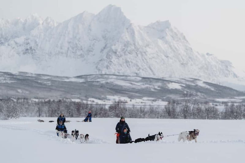 From Tromsø: Husky Experience with Self-Drive Dog Sled Ride - Key points / Takeaways