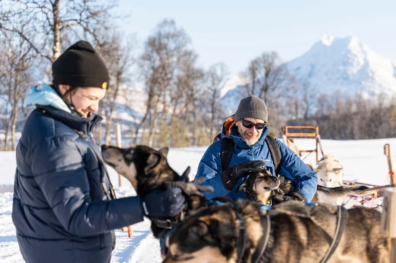From Tromsø: Husky Experience with Self-Drive Dog Sled Ride - Price and Logistics: Is It Worth It?