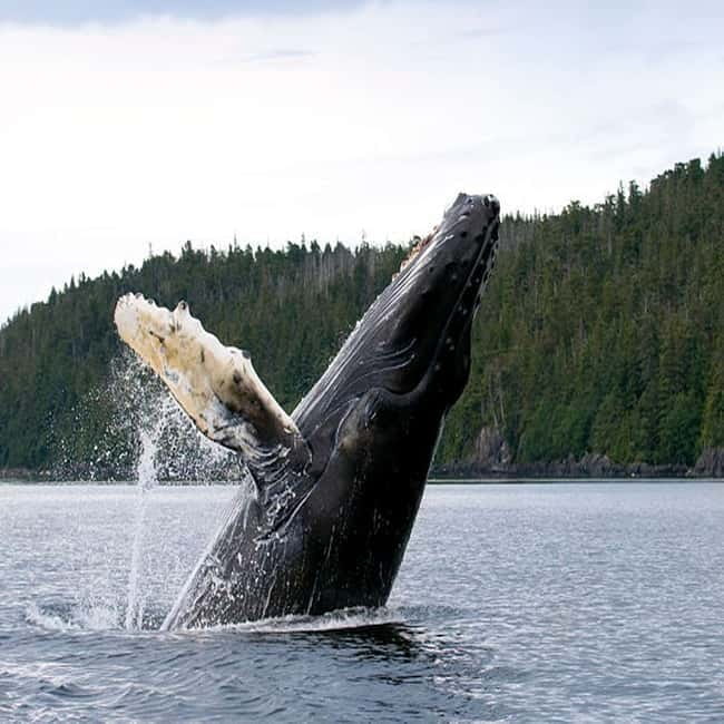 From Tromsø: Skjervoy Whale Watching RIB Boat Tour - FAQ