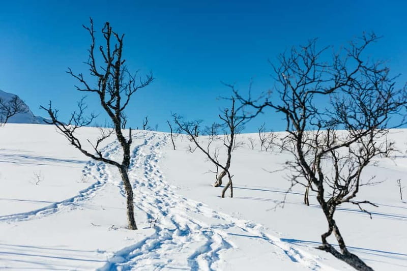 From Tromsø: Snowshoeing Hike with Picnic Lunch and Photos - Final Thoughts