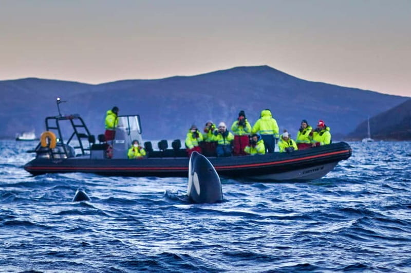 From Tromso: Whale Watching in Magic Skjervoy - Discovering Norway’s Whale Wonderland: In-Depth Review