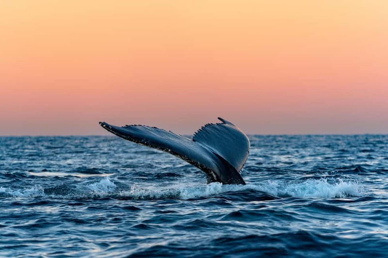 From Tromsø: Whale Watching Safari on High-Speed Catamaran - An In-Depth Look at Tromsø’s Whale Watching on a High-Speed Catamaran