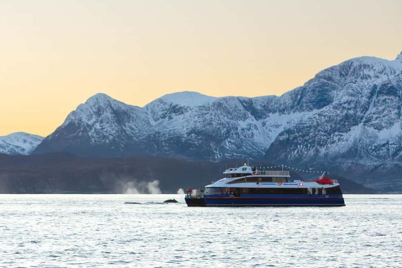 From Tromsø: Whale Watching Safari on High-Speed Catamaran - Frequently Asked Questions