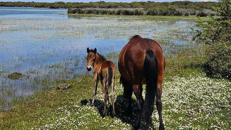 From Tuili: trekking in the Giara Park - Frequently Asked Questions
