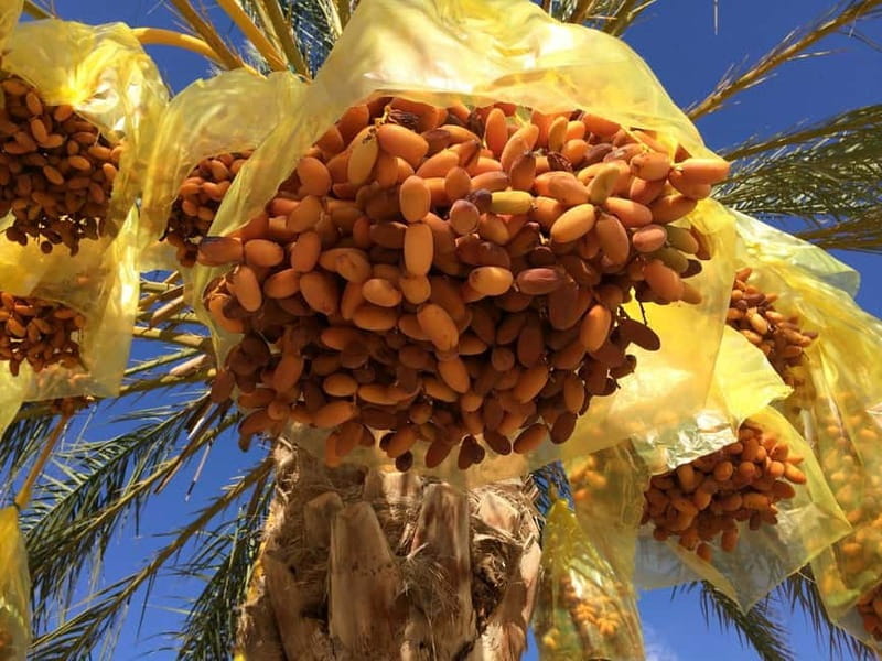 From Tunis & Sousse: 3-Day Desert & Heritage Tour - Historic Kairouan and Return to Tunis