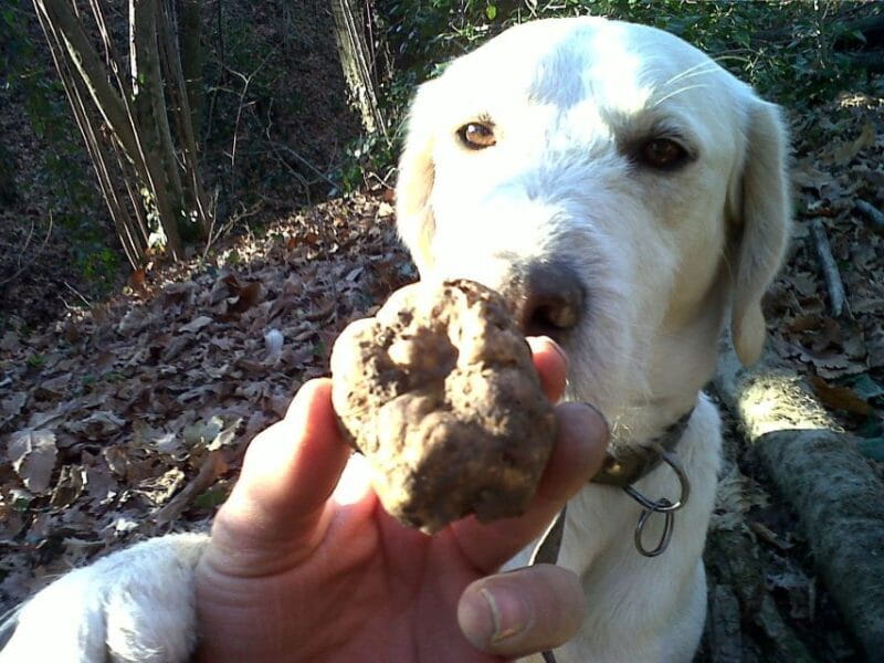 From Turin: Half-Day Truffle Hunting and Lunch in Piedmont - The Culinary Experience: A Gourmet Truffle Lunch