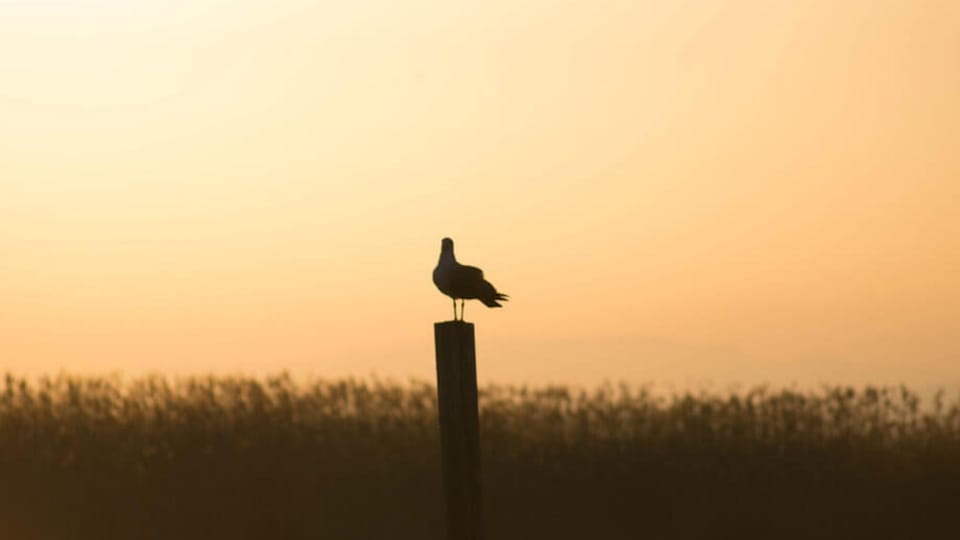 From Valencia: Albufera Day Trip With Boat Tour and Transfer - Key Points