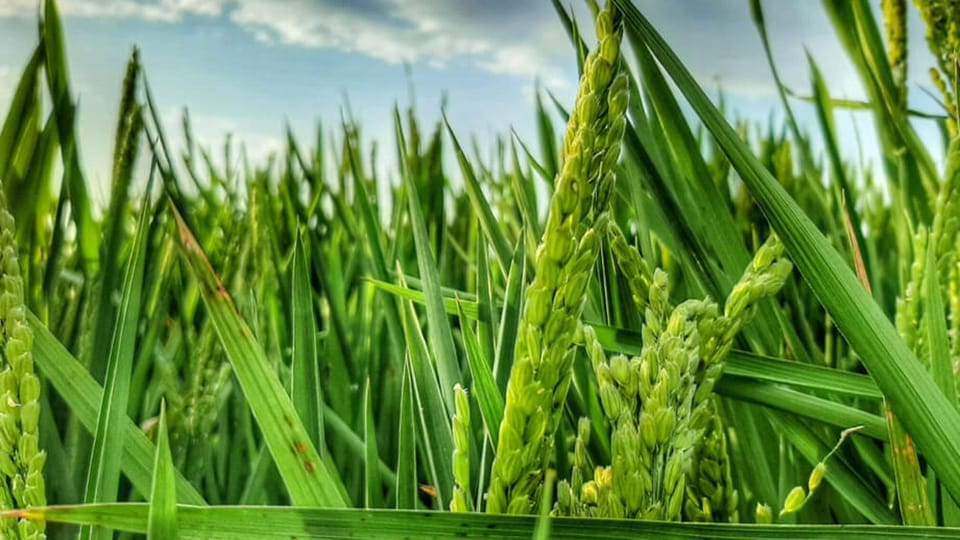 From Valencia: Albufera Day Trip With Boat Tour and Transfer - Itinerary and Highlights