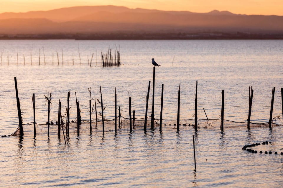 From Valencia: Albufera Natural Park With Sunset Boat Tour - Things To Know
