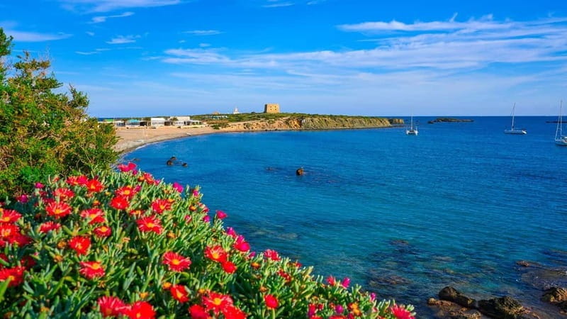 From Valencia/Gandia/Benidorm: Tabarca Island Full Day Trip - Price and Logistics