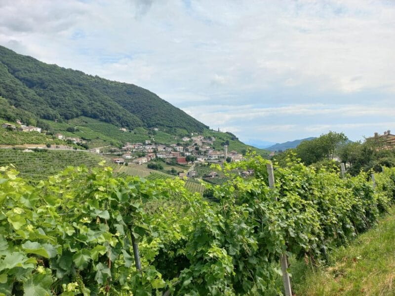 From Venice and Treviso: Prosecco Hills Wine and Food Tour - What Makes This Tour Stand Out?