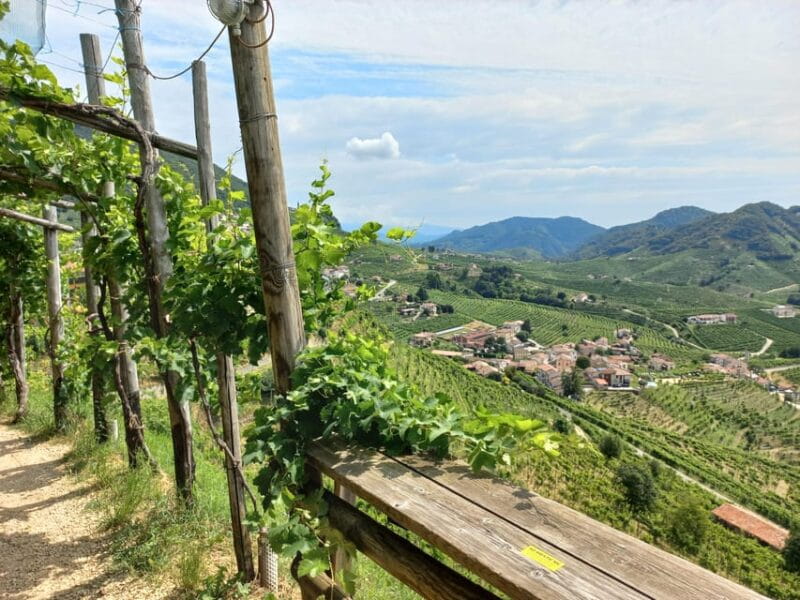 From Venice and Treviso: Prosecco Hills Wine and Food Tour - Price and Value