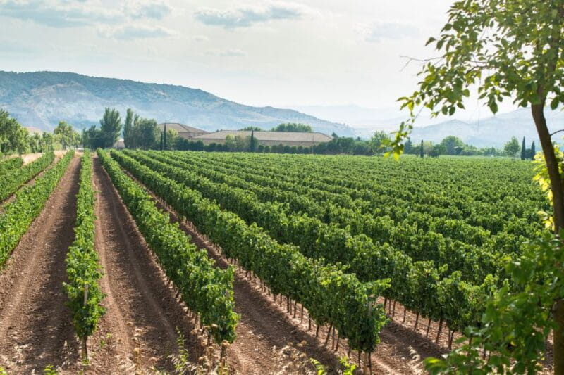 From Verona: Valpolicella and Amarone full day private tour - From Verona: Valpolicella and Amarone Full Day Private Tour – A Deep Dive into Italy’s Legendary Wines