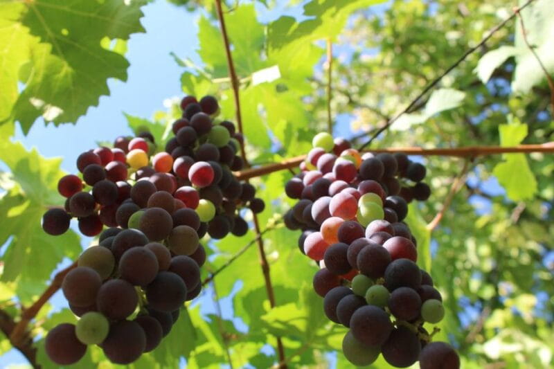 From Verona: Valpolicella and Amarone full day private tour - Authentic Lunch at a Traditional Osteria