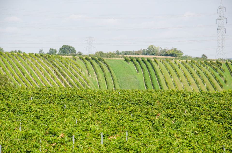 From Vienna: Half-Day Countryside Wine Tour With Meal - Weinviertel Wine Region