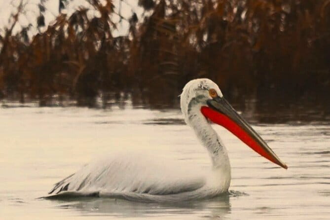 From Virpazar: Birdwatching and Photography on Skadar Lake - Practical Tips to Make the Most of Your Birdwatching Tour