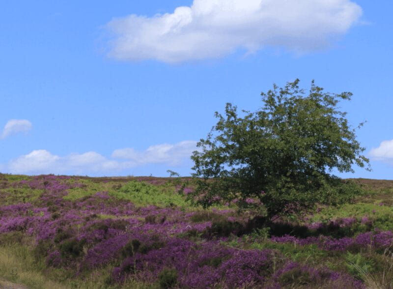 From York: North Moors and Whitby Tour - FAQ