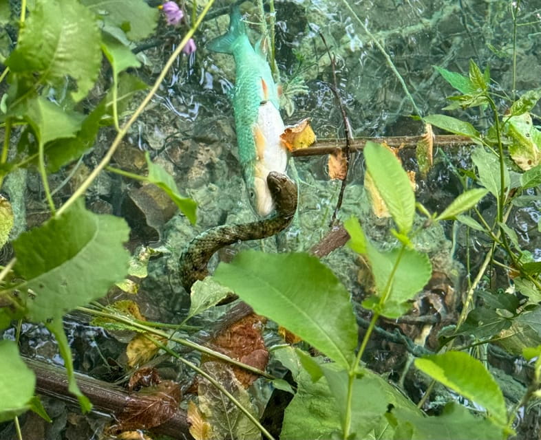 From Zadar: Plitvice Lakes Guided Tour with Boat & Train - Discovering the Beauty of Plitvice Lakes from Zadar