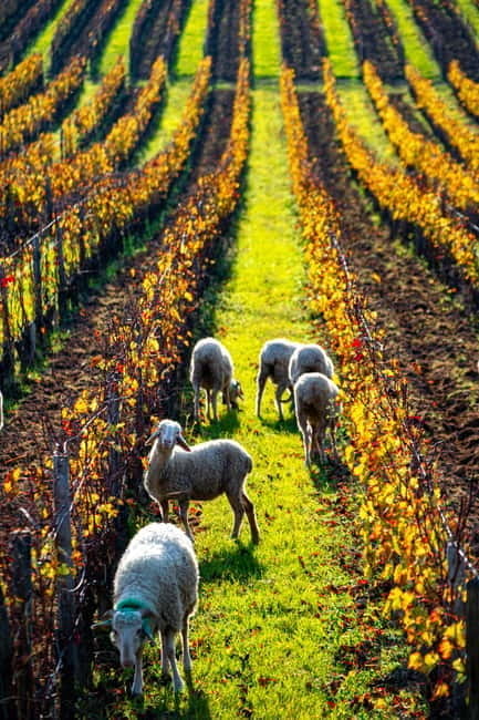 Fronsac vineyard mountain bike tour + wine tasting at La Closerie de Fronsac - Who Will Love This Experience?