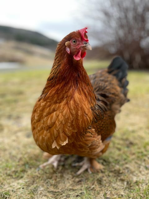 Frosta: Greenhouse and Farm Tour with Tastings - Key Points / Takeaways