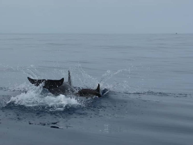 Fuengirola : 2 hours LUXURY Yacht Dolphin Trip DRINKS SNACKS - Who Would Love This Tour?