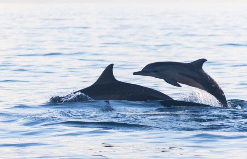 Fuengirola : 2 hours LUXURY Yacht Dolphin Trip DRINKS SNACKS - FAQ: Your Practical Questions Answered