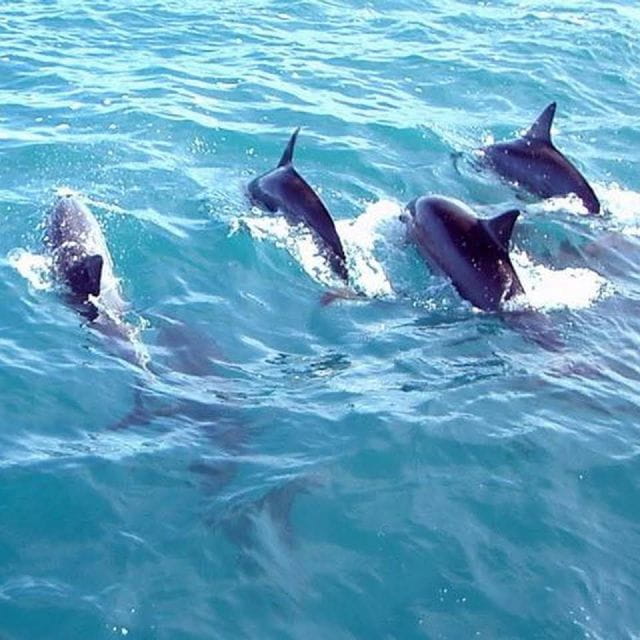 Fuengirola: Dolphin Spotting Yacht Tour With Drinks & Snacks - Meeting Point and Directions