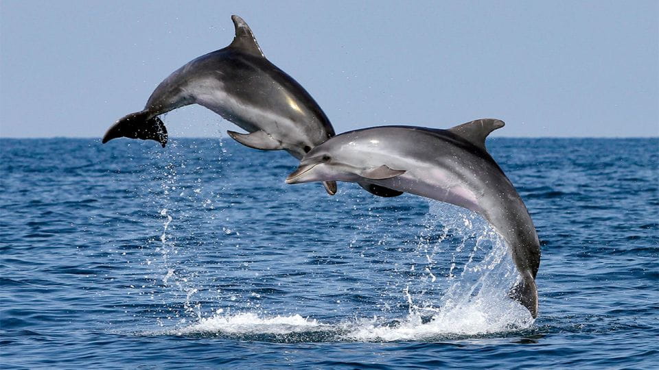 Fuengirola: Dolphin Spotting Yacht Tour With Drinks & Snacks - Booking Information