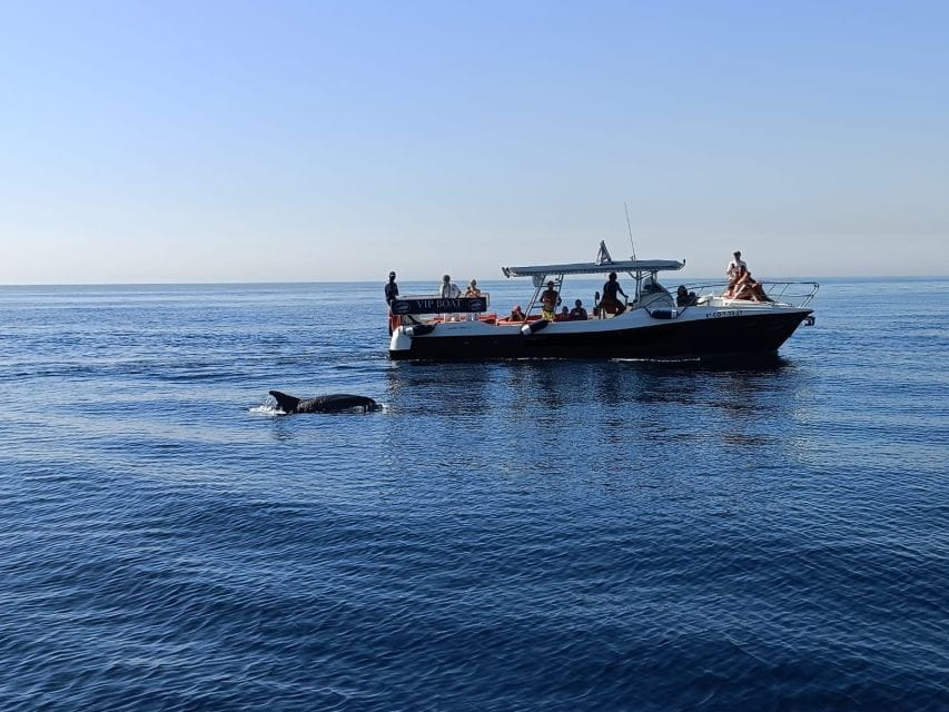 Fuengirola: Fantastic Dolphin Watching Yacht Tour - Customer Reviews