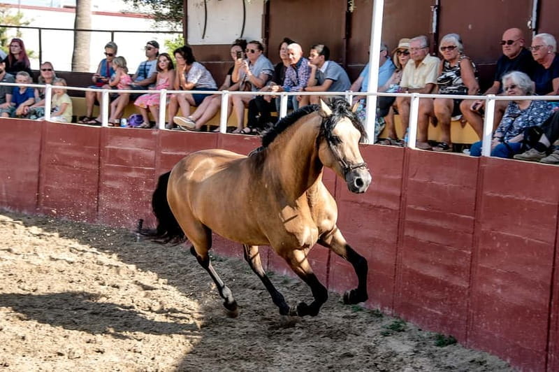 Fuengirola: Spanish Horse Show with Optional Dinner/Flamenco - The Experience in Detail: What to Expect