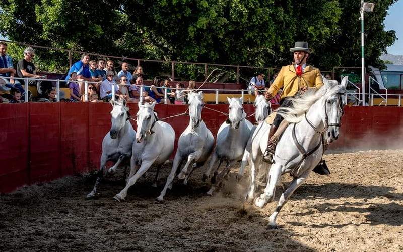 Fuengirola: Spanish Horse Show with Optional Dinner/Flamenco - Frequently Asked Questions
