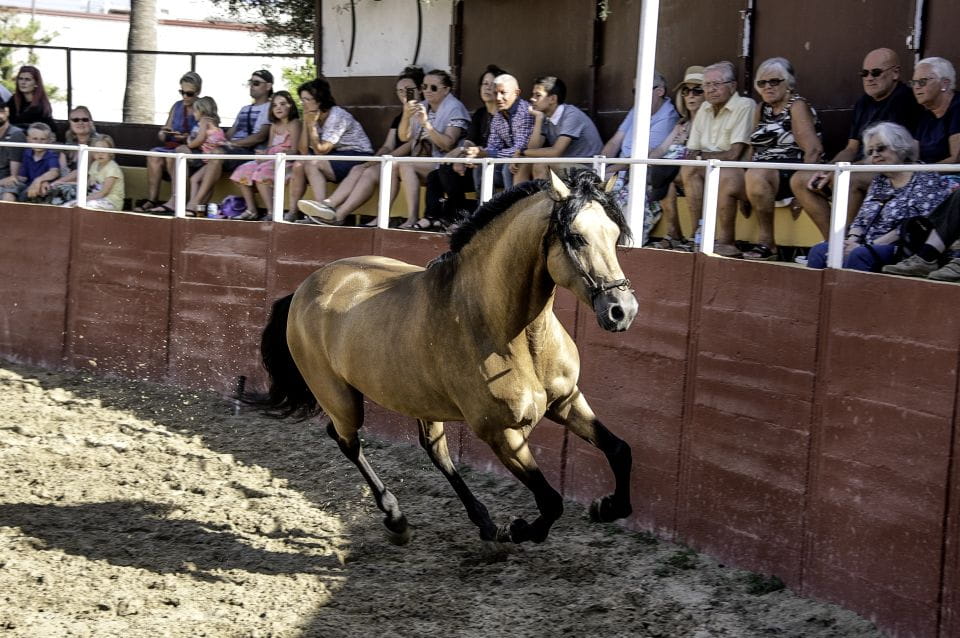 Fuengirola: Spanish Horse Show With Optional Dinner/Flamenco - Key Points