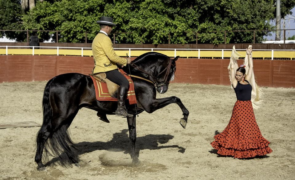 Fuengirola: Spanish Horse Show With Optional Dinner/Flamenco - Paella Dinner and Flamenco