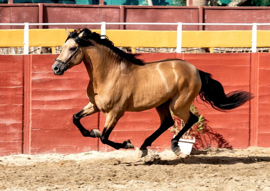 Fuengirola: Spanish Horse Show With Optional Dinner/Flamenco - Booking and Reservation Details