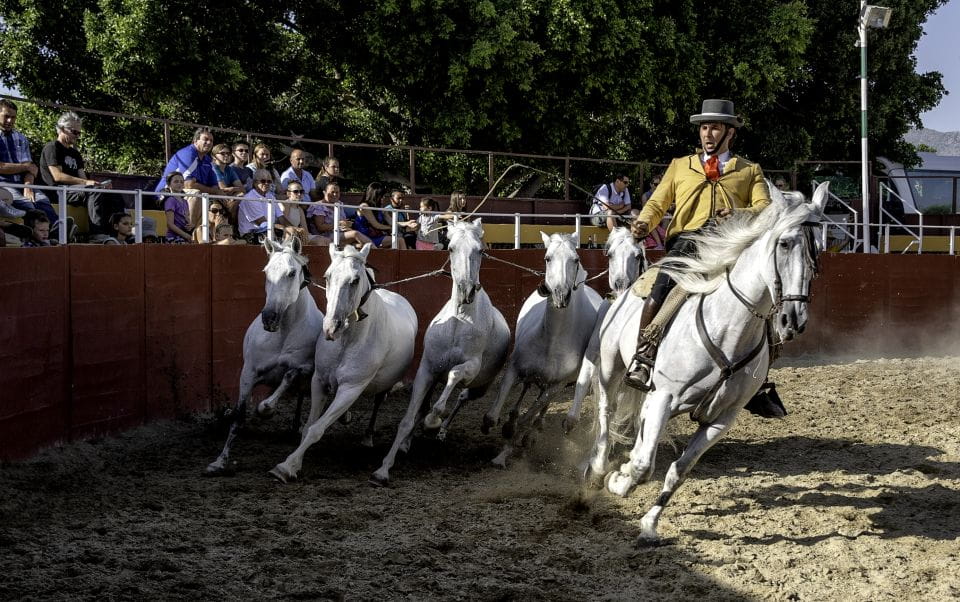 Fuengirola: Spanish Horse Show With Optional Dinner/Flamenco - Accessibility and Inclusions