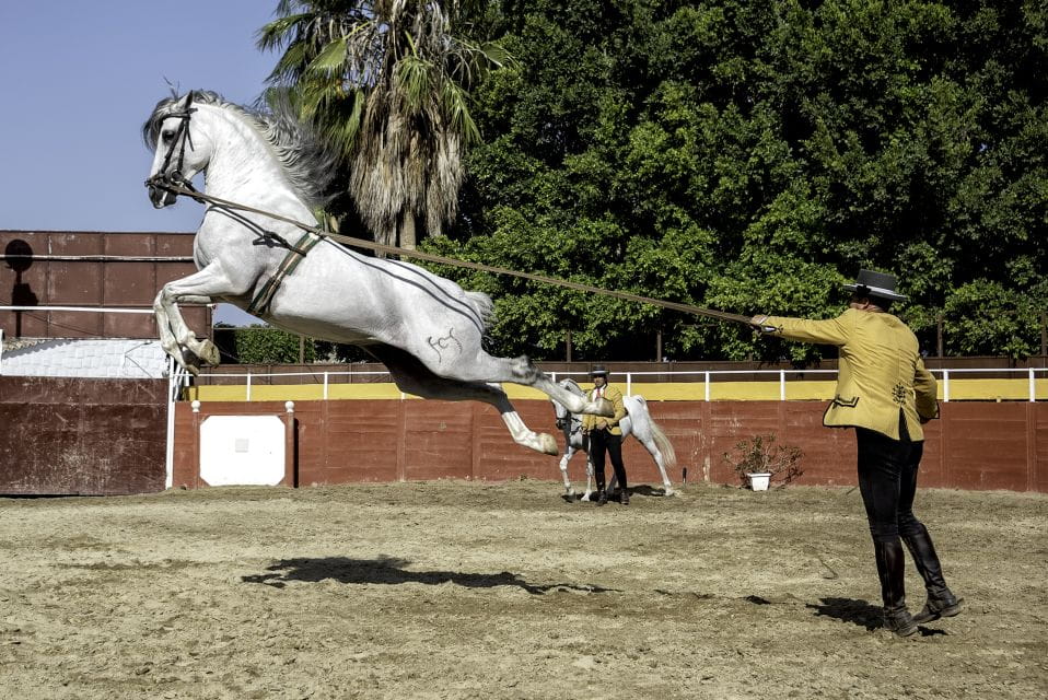 Fuengirola: Spanish Horse Show With Optional Dinner/Flamenco - Things To Know