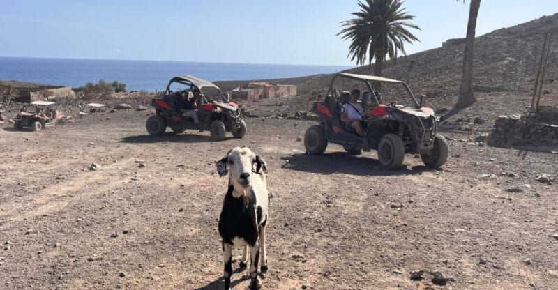 Fuerteventura : 2 hours Buggy Tour in Punta de Jandía - Key Points / Takeaways