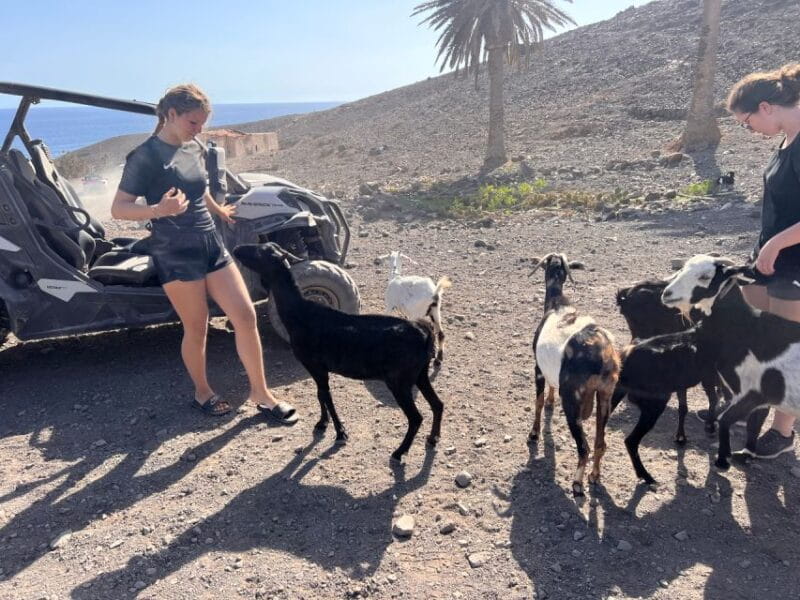 Fuerteventura : 2 hours Buggy Tour in Punta de Jandía - Exploring the Route and What You’ll See