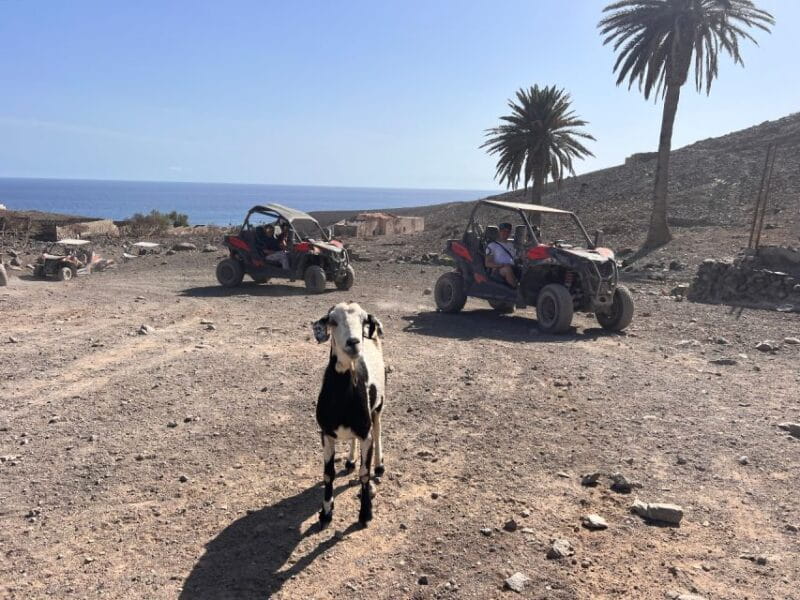 Fuerteventura : 2 hours Buggy Tour in Punta de Jandía - Price and Logistics