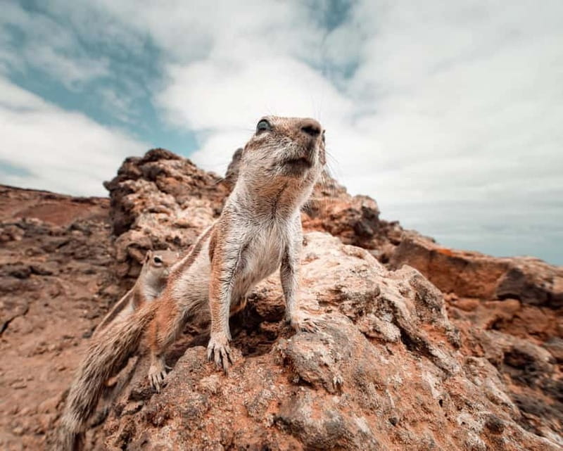 Fuerteventura: 4-hour North experience - small group (max 6 people) - Key points / Takeaways