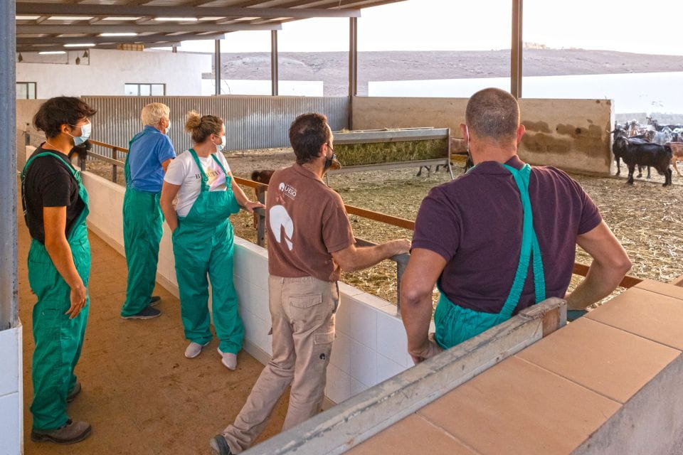Fuerteventura: Artisan Goats Cheese Making at Local Farm - Pricing and Availability