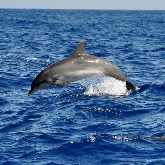 Fuerteventura: Catamarán navegación a vela y delfines. - Setting Sail in Fuerteventura: The Excursion Breakdown