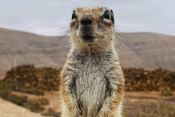 Fuerteventura: Discover Fuerteventura GRAND Islandtour - Discover Fuerteventura GRAND Island Tour: A Deep Dive into the Islands Hidden Gems