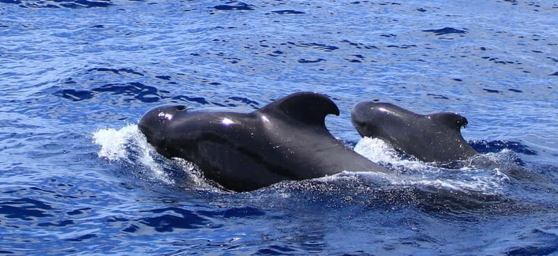 Fuerteventura: Dolphin watching and Lobo Island Combo Cruise - Key Points / Takeaways