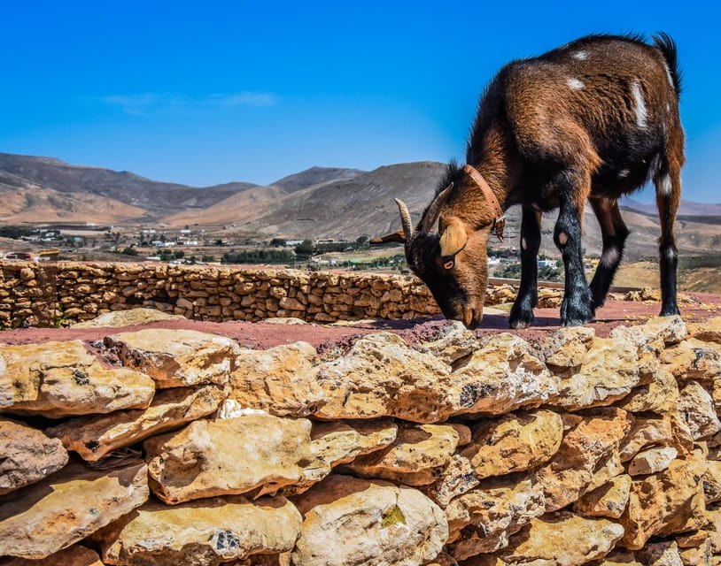 Fuerteventura: Guided Trekking Tour With Island Goats - Key Points