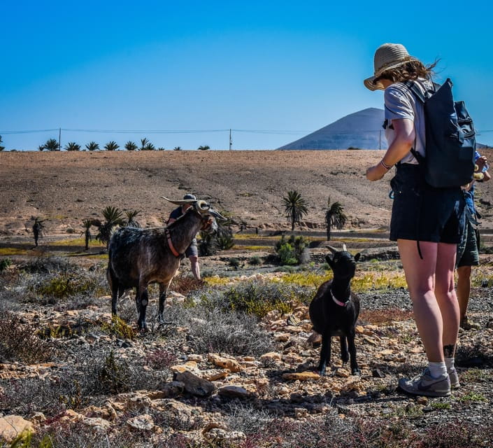 Fuerteventura: Guided Trekking Tour With Island Goats - Experience Highlights
