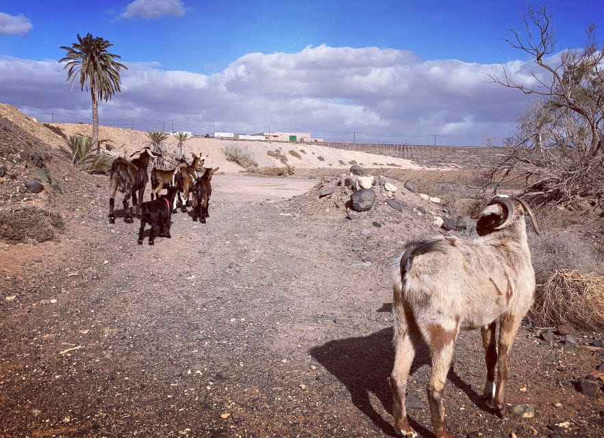 Fuerteventura: Guided Trekking Tour With Island Goats - Exploring Fuerteventuras Landscapes
