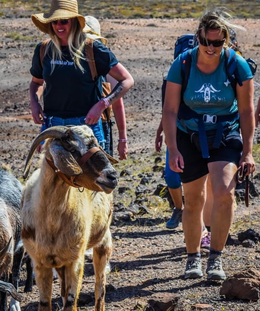 Fuerteventura: Guided Trekking Tour With Island Goats - Things To Know