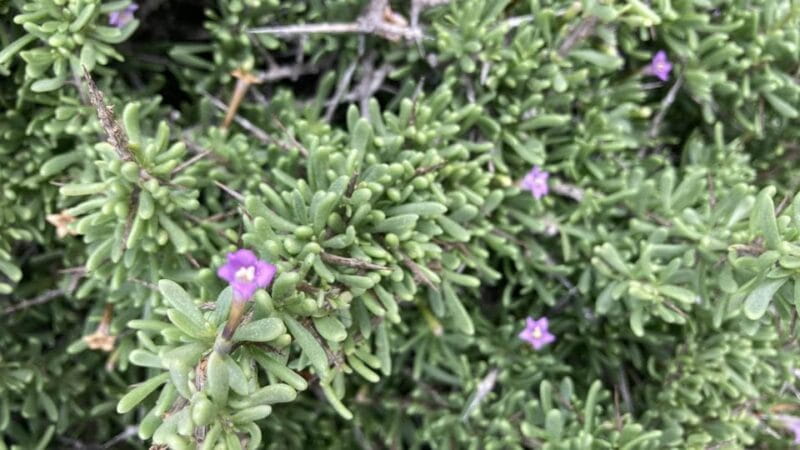 Fuerteventura Hiking up the holy mountain El Cardon - Who Will Love This Tour?