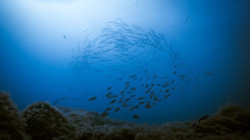 Fuerteventura: Introductory Dive in La Lajita with Pickup - Key Points / Takeaways